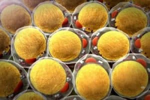 Cholesterin senken mit Distelöl